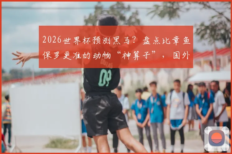 2026世界杯预测黑马？盘点比章鱼保罗更准的动物“神算子”，国外猫咪21场连胜记录揭秘